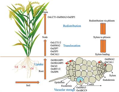 Advances in molecular mechanisms underlying cadmium uptake and translocation in rice